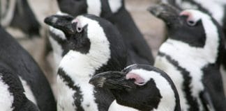 Artis event homoseksualiteit dierenrijk