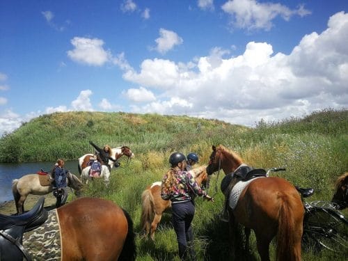 Het verhaal achter Stichting het Molenpaardje