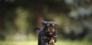 Je hond of puppy laten trainen in Amsterdam - de beste scholen